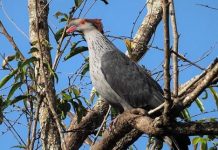 Distinctive feather design makes pigeon well known