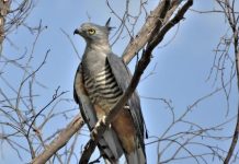 Distinguishable bird dominates the canopies