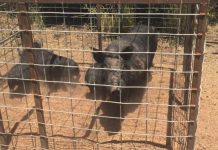 Feral pigs costing farmers $106.5 million