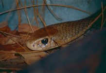 Elderly man in hospital after suspected snake bite