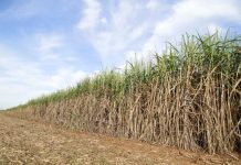 $1.9 million boost helps keeps sugarcane industry alive