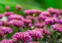 Endeavour Foundation needs volunteers for Mother’s Day bouquets