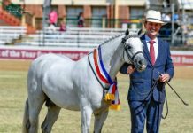 Riverglen Zion continues stud tradition of champions