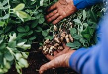 ‘No substance’ for farmers in State Budget