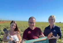 Humble sweet potato celebrated with feastival