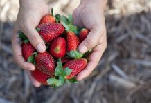 Even more incentive to try picking strawberries
