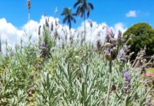 Gardening: Herbal medicines