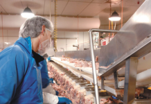 Tough time for the chicken industry