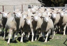 Sheep numbers to hit 74.4 million