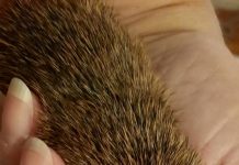 Interesting additions to gardens