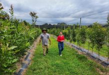 Tree traits to boost local macadamia production