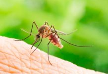 Japanese encephalitis risk across Wide Bay and Burnett