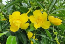 Allamanda’s rambling beauties