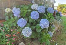 It’s all about flowers