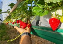 Food industry warns government of long-term food supply chain disruptions