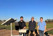 Downy mildew investigation