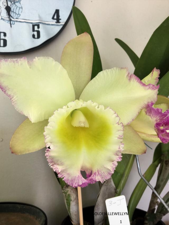 Beauty of orchids showcased at charity show Bundaberg Today