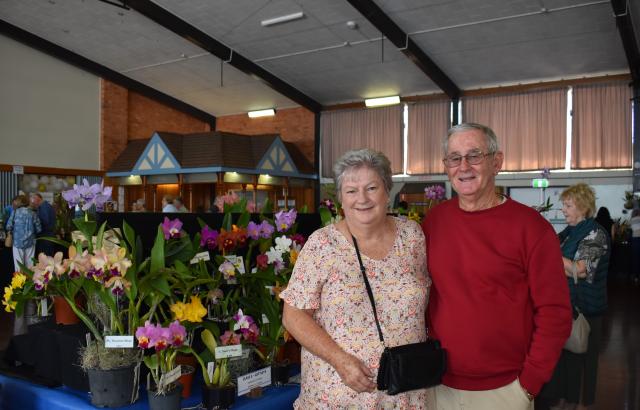 Impressive jubilee orchids – Bundaberg Today