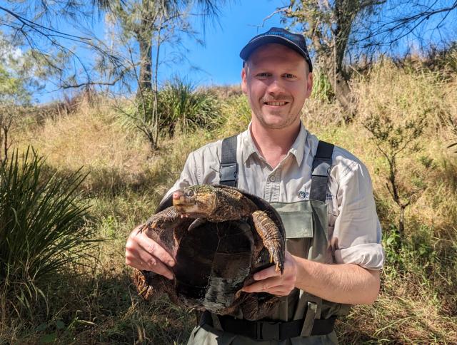 Critically Endangered Turtles Discovered In The Baffle Creek 