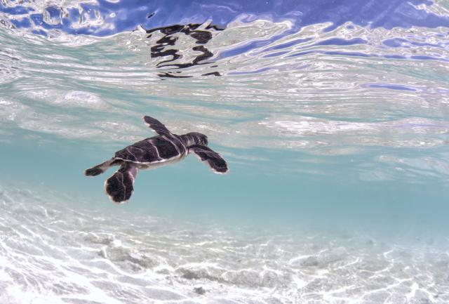 Photography opens up underwater world - Bundaberg Today