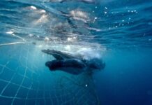 Councils call for shark net removal