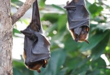 Queenslanders urged to stay away from bats