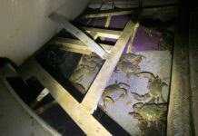 Mud crab trafficker fined $20,000 as Queensland clamps down on illegal activity