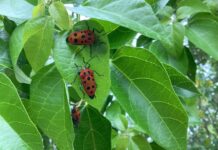Bundaberg for the win with Pick of the Crop final term
