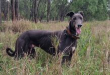 REGIOANL: New home where the heart is for ‘Snoop Dogg’