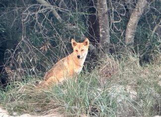 ’Shock and grief’ at dingo cull