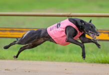 Tracy’s terrific return to racing