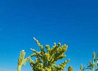 Independent inquiry a critical step for Queensland producers